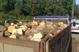 Scutul Pădurii – Remorcă plină cu fag, gorun, mesteacă şi carpen, confiscată la Ocna Sibiului
