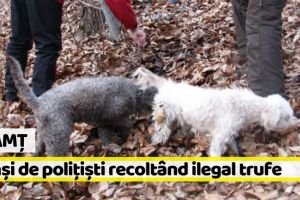 Neamţ: Prinşi de poliţişti recoltând ilegal trufe