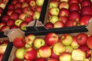 Micuţii de la grădiniţele din Timiş vor primi şi câte un măr pe zi