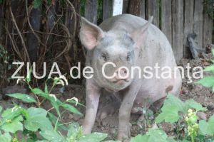 Zeci de focare de pesta porcine confirmate pana in prezent in judetul Constanta. Care este situatia privind evolutia Pestei Porcine Africane la nivel national