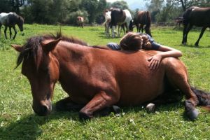Caii, vacile şi porcii din judeţ, ameninţaţi de boli grave