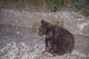 FOTO Panică pe Valea Oltului – Doi urşi loviţi în plin de maşini – Unul a murit