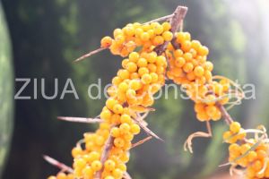 Fructele de catina sunt utilizate atat in scopuri terapeutice, cat si in scopuri alimentare