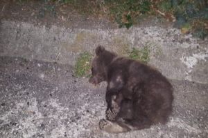 FOTO/ Accident rutier pe DN7: Doi urşi au fost loviţi de maşini. Unul dintre animale a murit