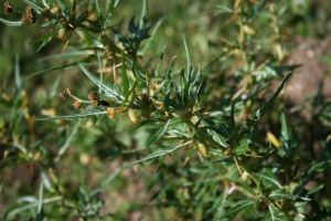 Ghimpele (Xanthium spinosum) – beneficii şi proprietăţi