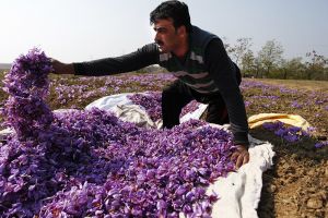 Cum să faci 30.000 de €/kg din „aurul roşu”?