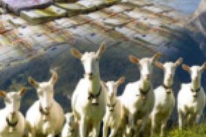APIA a început plăţile pentru crescătorii de ovine şi caprine