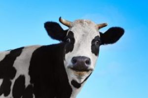 Se mira si vacile. Protectia civila Ulmeni, asigurata de un medic veterniar