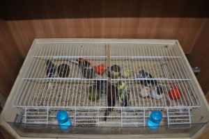 Expoziţie de pasări exotice la Grădina Zoologică Braşov