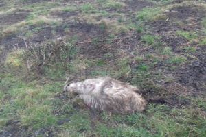 Două ursoaice cu pui fac ravagii în Vatra Dornei