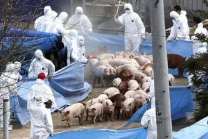 Pesta porcină: 18 porci ucişi la Satu Mare. DSVSA este în alertă!