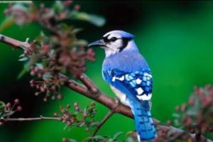 START VOT pentru Pasărea Anului 2019 în România