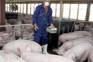 Suspiciune de pestă porcină în Argeş!