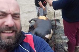 [PESTA PORCINĂ] Fermier din Bradu şi-a făcut „selfie” cu porcul tăiat chiar ACUM!