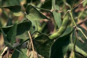 Pericol scăpat de sub control. Cel mai mare producător de soia cultivă plante MODIFICATE GENETIC fără să anunţe