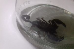 FOTO. Scorpion găsit într-un apartament din Satu Mare. Proprietara, şocată