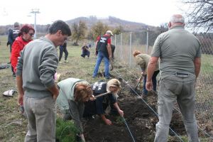 O sută de pini negri, plantaţi în Wonderland. Vor menţine temperaturile scăzute în zona pârtiei