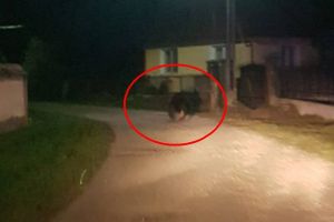 Turcan îngrijorată de problema urşilor la Sibiu – ”Voi discuta cu Arafat”