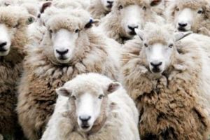 Focare de scrapie în Mureş. Peste 1.200 de oi, sacrificate!