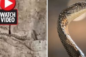 Încă o profeţie BIBLICĂ? A fost filmat ŞARPELE ieşind din ZIDUL PLÂNGERII. Video în articol