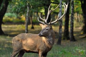 Imagini video cu ritualul de împerechere la cerb, de la Ocolul Silvic Borsec