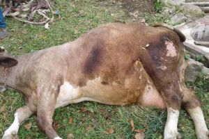 FOTO – Văcuţa căzută în fântână la Sibiel. Veşti bune de la pompieri