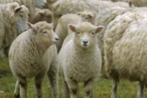 După pesta porcină africană, a venit rândul oilor din România să tremure din cauza scarpiei, o boală incurabilă. Focare în Sibiu şi Bihor