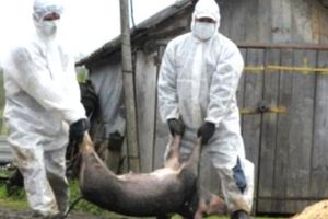 [OFICIAL] Pesta porcină confirmată de DSVSA Argeş!