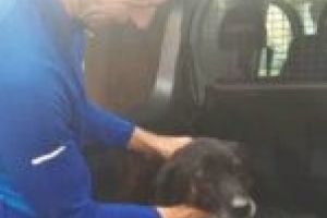 Când străinii vin să ne adopte câinii…