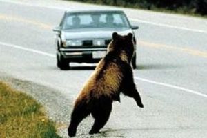 STUPEFIANT În România, puţinele autostrăzi devin ABATOARE