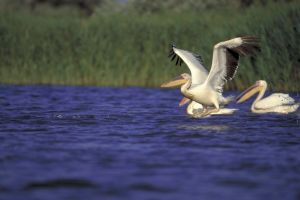 Delta Dunării poate fi explorată în Street View