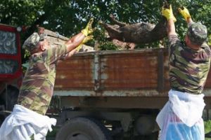 PESTA PORCINĂ africană loveşte din nou. Alt judeţ în ALERTĂ