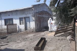 O nouă suspiciune de pestă porcină în judeţul Galaţi