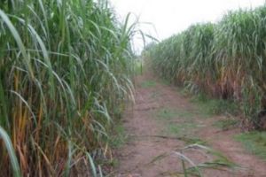 Curent electric mai ieftin cu ”Iarba Elefantului”. Ce putere calorică are planta asiatică şi unde este recoltată