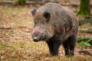 450 de mistreţi din cota suplimentară au fost împuşcaţi în judeţul Valcea; niciunul nu a avut pestă porcină