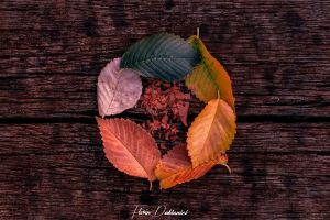 Toamnă la Satu Mare. 12 fotografii ale lunii octombrie