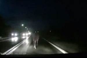 VIDEO: Feriţi-vă de… măgăruş, dacă circulaţi noaptea, pe DN7. Doar atenţia şi un reflex uimitor l-au ferit pe un şofer de o tragedie
