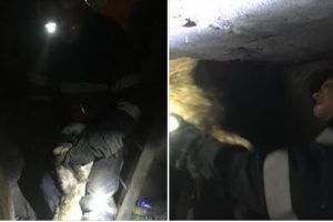 interventie isu delta tulcea, pompieri isu delta tulcea, salvare animal pompieri