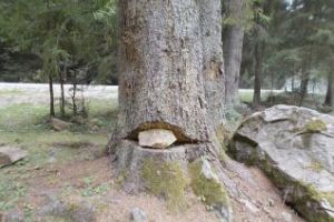 Valea Ierii, Cluj, Arie Protejată! Utilajele Neînmatriculate transportă lemne - Galerie FOTO