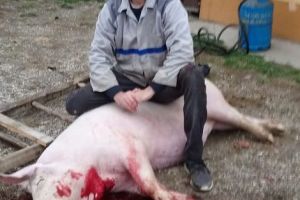 Pesta porcină a adus ignatul mai devreme în Argeş!