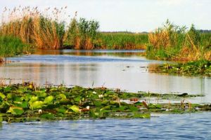 Situatie critica in Delta Dunarii! Canalele sunt la un pas să fie secate complet
