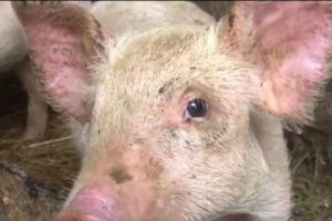 Românii, fără carne de porc pentru masa de Crăciun