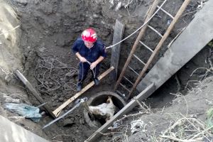 Viţel căzut într-o fântână, salvat de pompieri