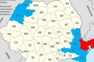 Pesta porcină din România, manevră a Uniunii Europene sau incompetenţă naţională?