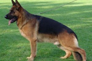 Bătrân salvat de la moarte de un ciobănesc german, dresat la Sibiu