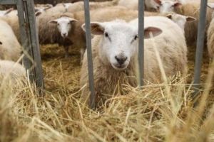 Start la plăţi pentru crescătorii de ovine şi caprine