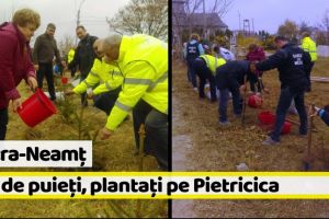 [FOTO] Piatra-Neamţ: 100 de puieţi, plantaţi pe Pietricica