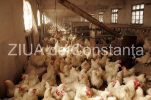 Ferma avicola, infiintata la Ovidiu. Cine este beneficiarul (document) 