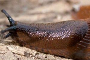 Un limax a omorât un rugbyst, după opt ani