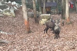 FOTO: „Locatari” noi la Zoo Târgu-Mureş!